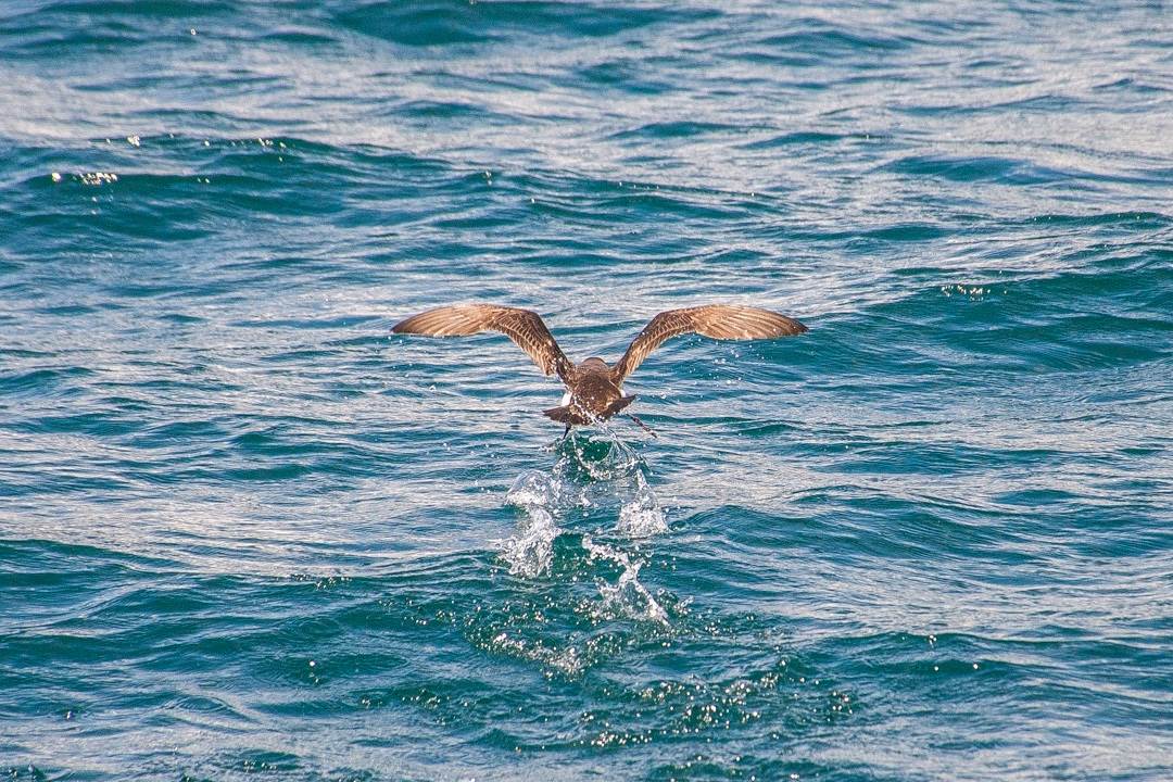 fluttering shearwater bird marlborough sounds