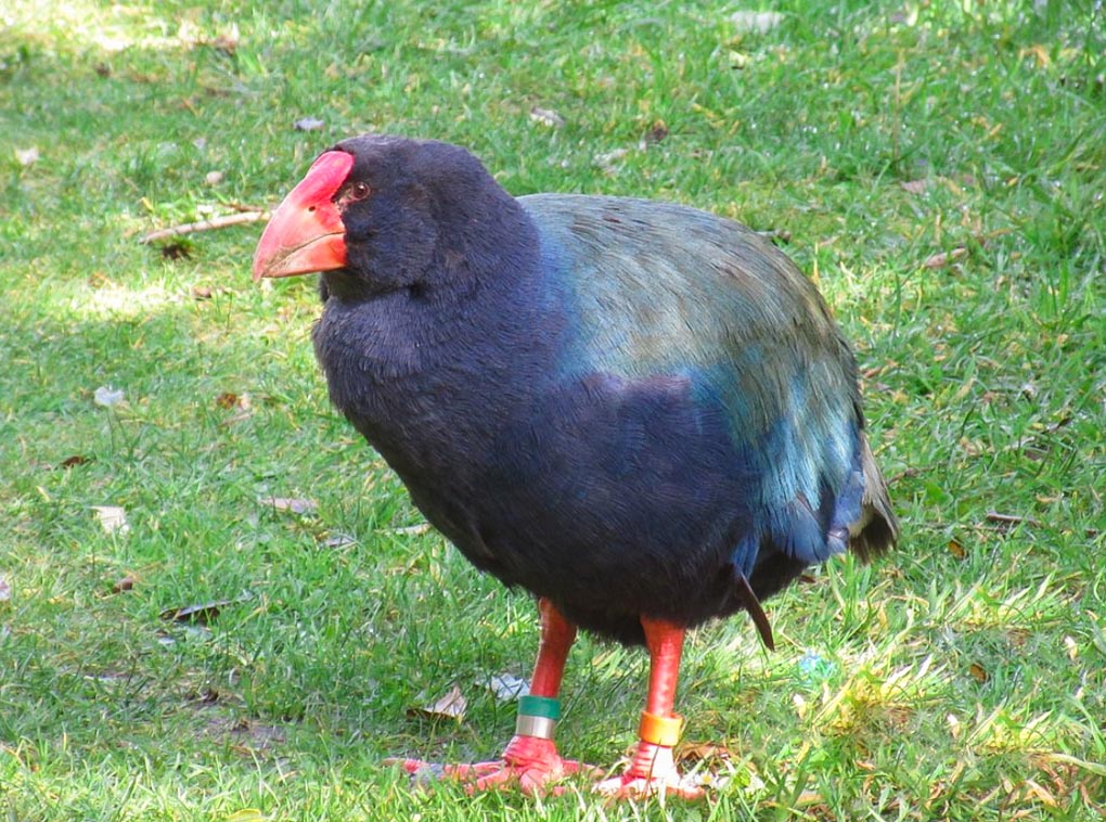A Kaka bird at Zealandia Wellington
