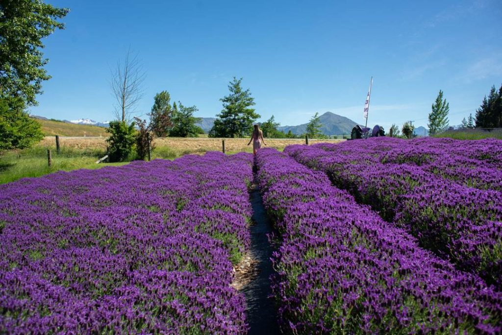 wanaka lavender farm