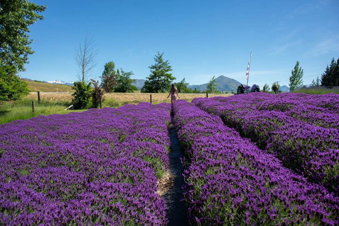 wanaka lavender farm
