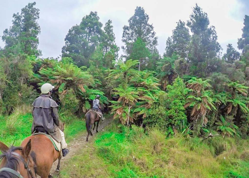 Horse riding in Punakaiki