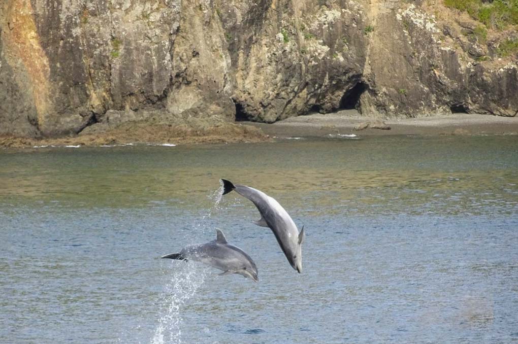 Dolphins jump in the Bay of Islands, New Zealand
