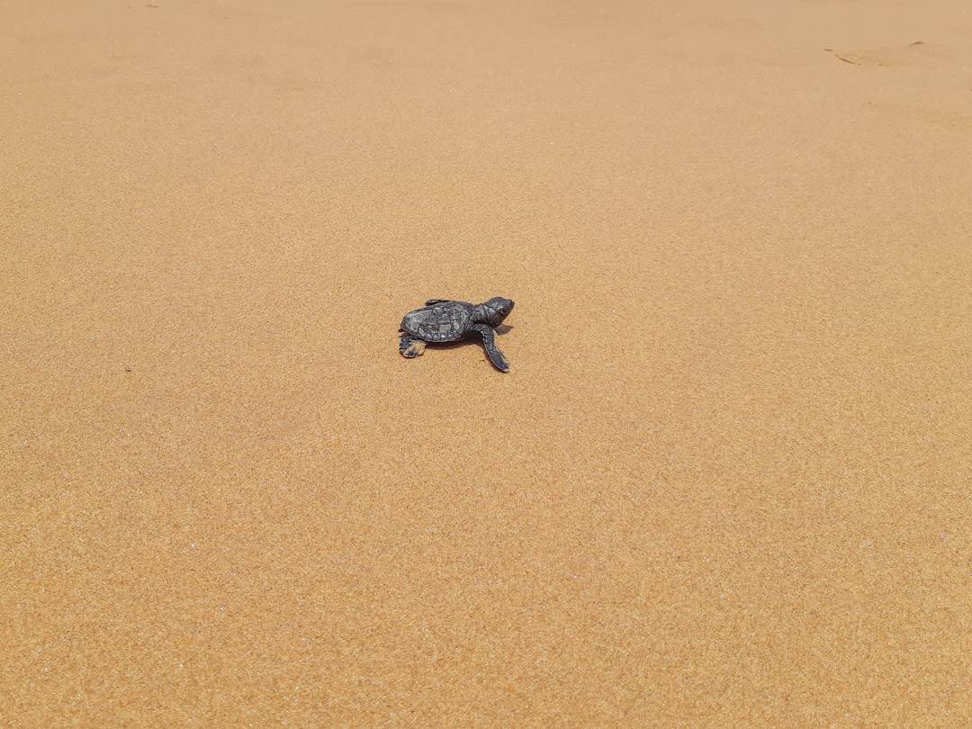 baby turtle on the sand in Hikkaduwa, Sri Lanka