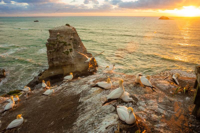 A gannet flys from the cliffs on Muriwai Beach near Auckland