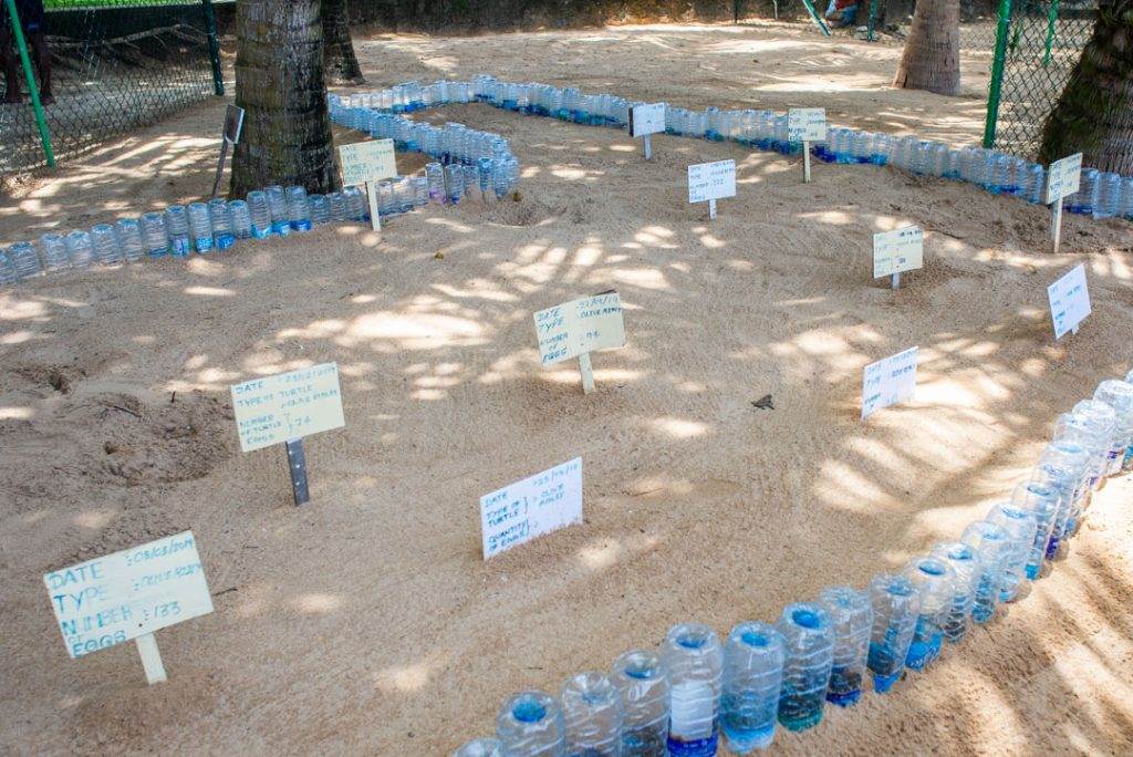 Turtle hatchery in Hikkaduwa