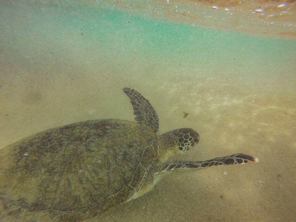 sea turtle in mancora peru