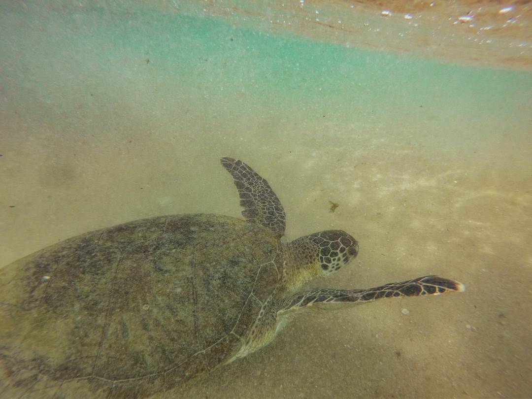 sea turtle in Hikkaduwa, Sri Lanka