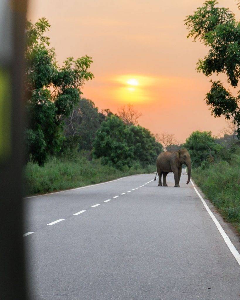 Overnight safari in Sri Lanka
