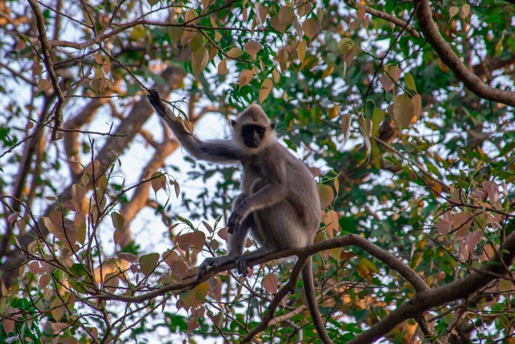 monkey in a tree in Dambulla, Sri Lanka
