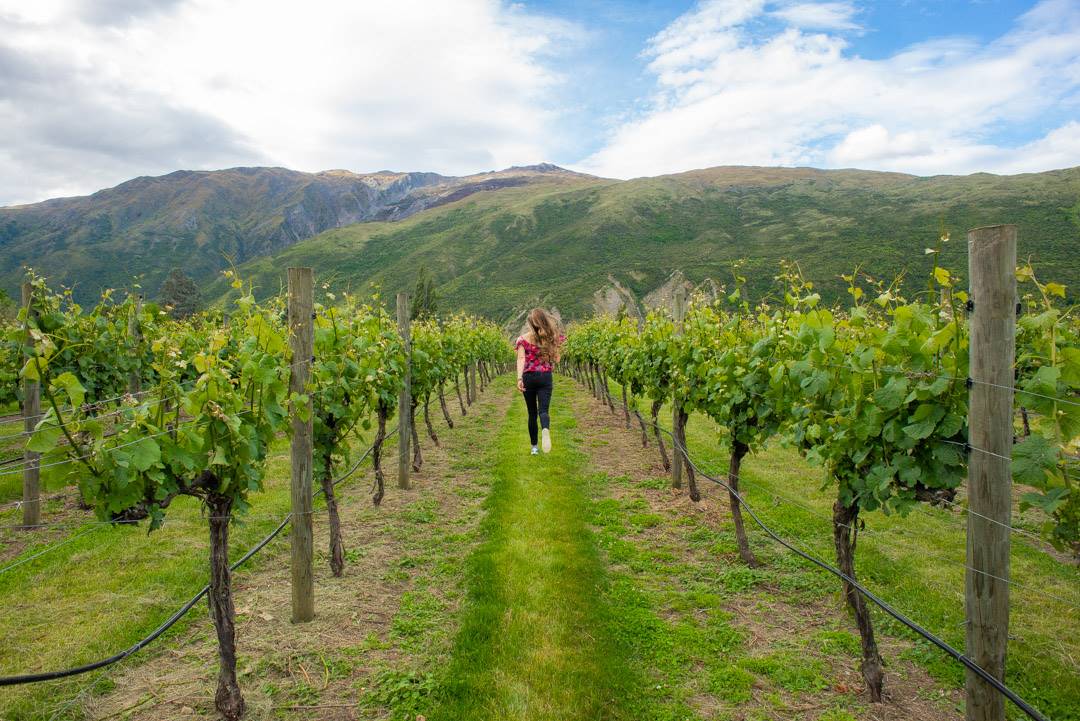 Bailey running through a vineyard in the Gibbston Valley