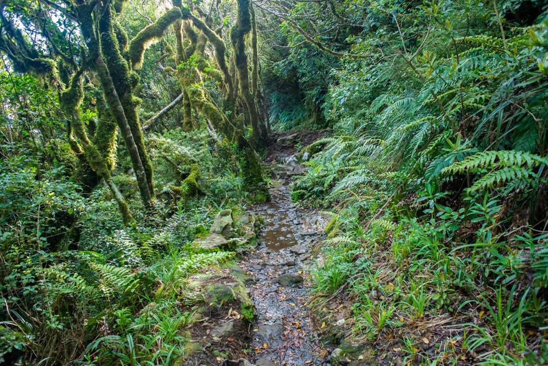 The muddy trail to the Pouakai Hut