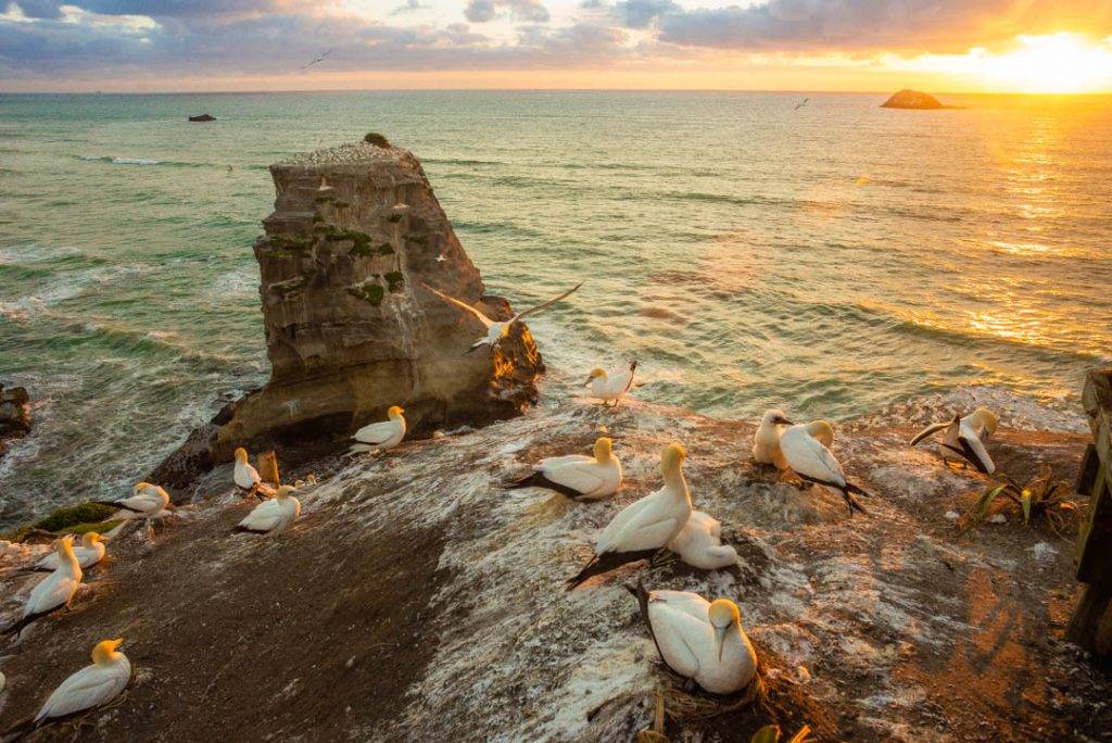 Gannet colony near Auckland New Zealand