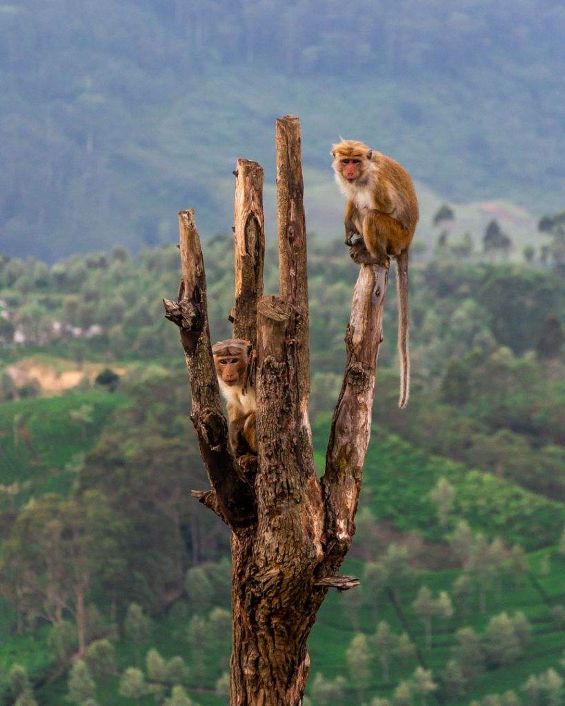 Monkeys at Lipton Seat