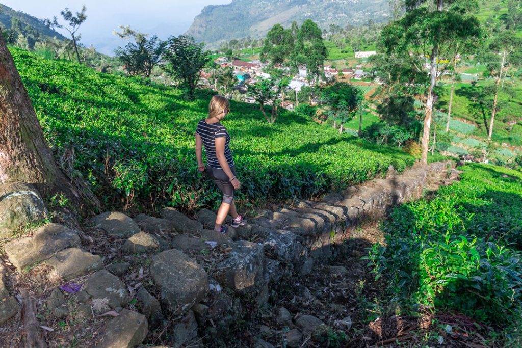 Walking down the tea fields at Liptons Seat