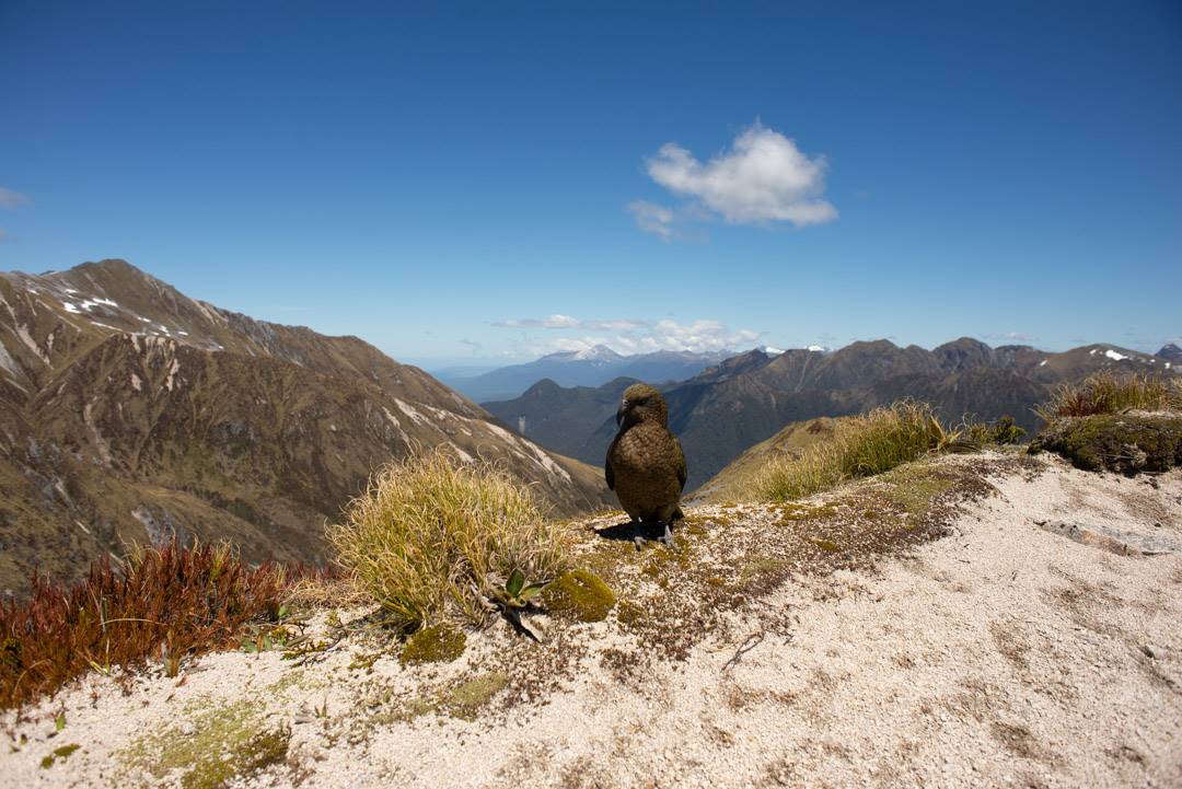 kea bird in new zealand