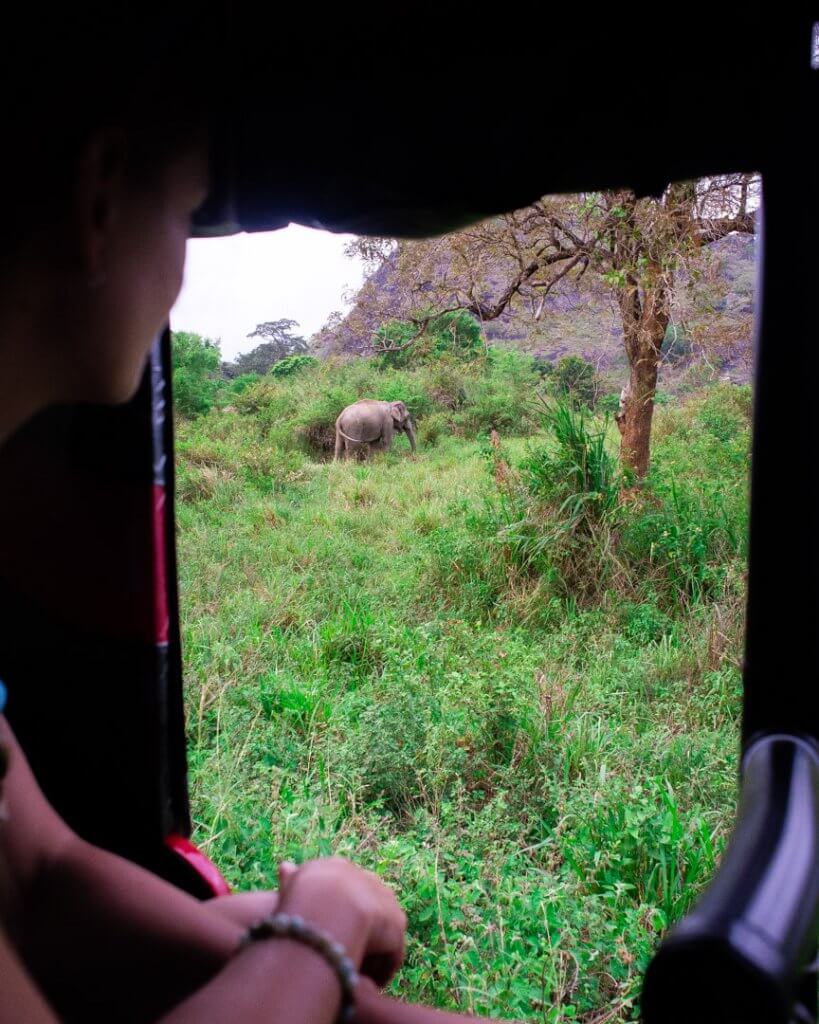 watching an elephant from our tuk tuk!