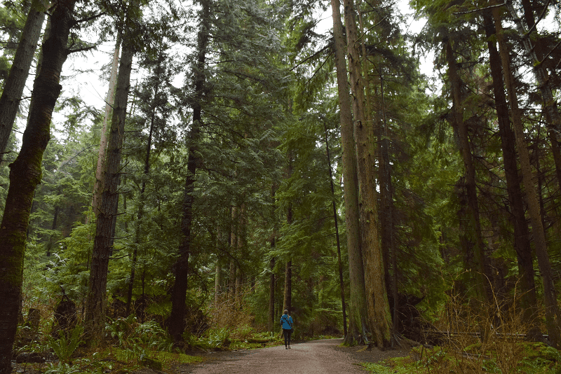 A lady walks through Stanley Park in Vancouver