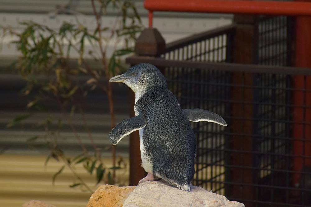 Kevin the penguin on Penguin Island, perth