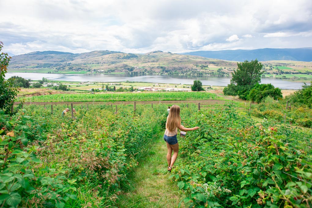 Bailey picks berries in Vernon, BC