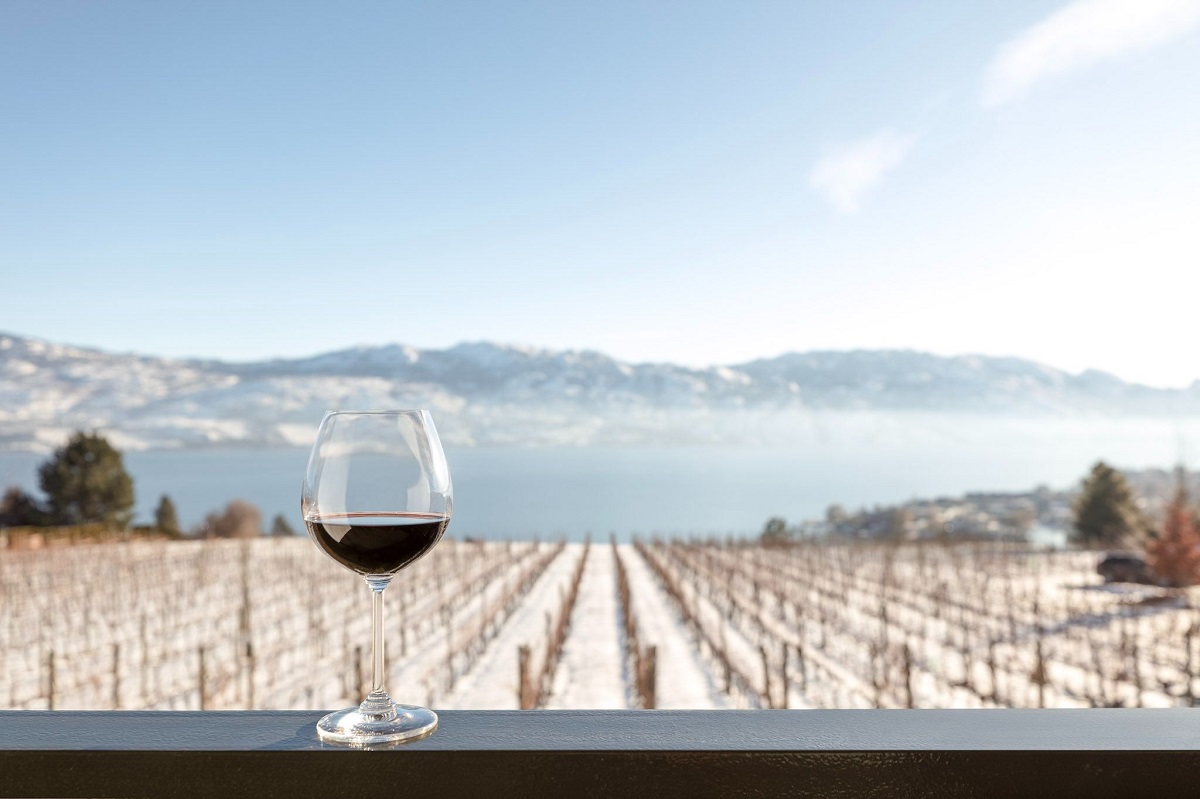 view of the vineyard at Quails Gate Restaurant