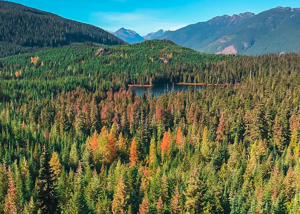 The viewpoint along the Ancient Cedar Trails overlooking the forrest in Whistler, BC