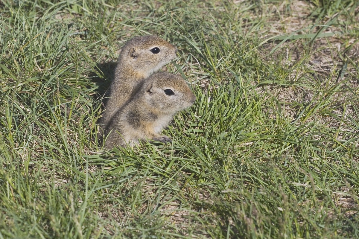 two gophers coming out of their hole at the Allan Brooks Nature Centre