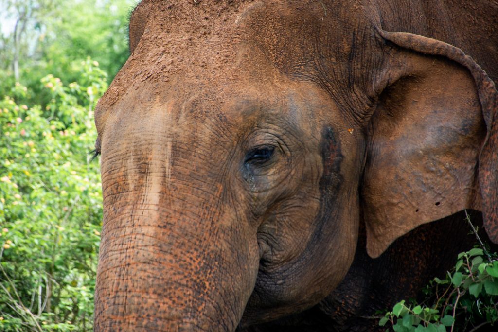 Large male elephant in Udawalawe National Park