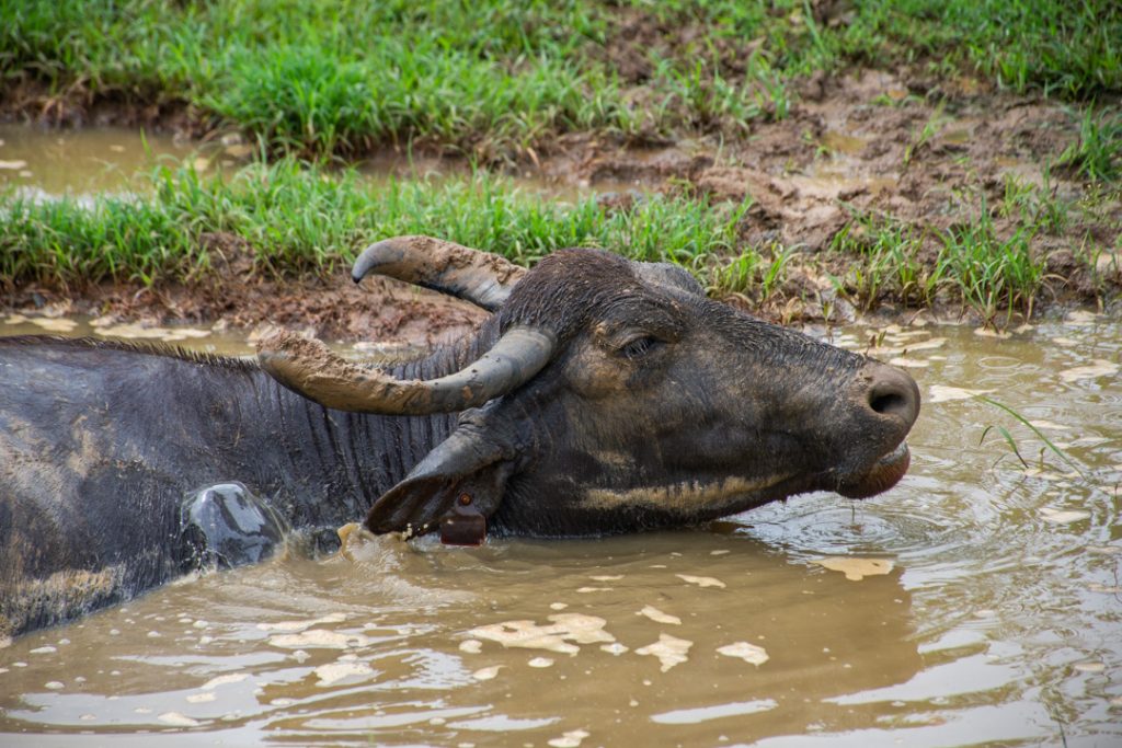 Water Buffalo in Udawalawe National Park