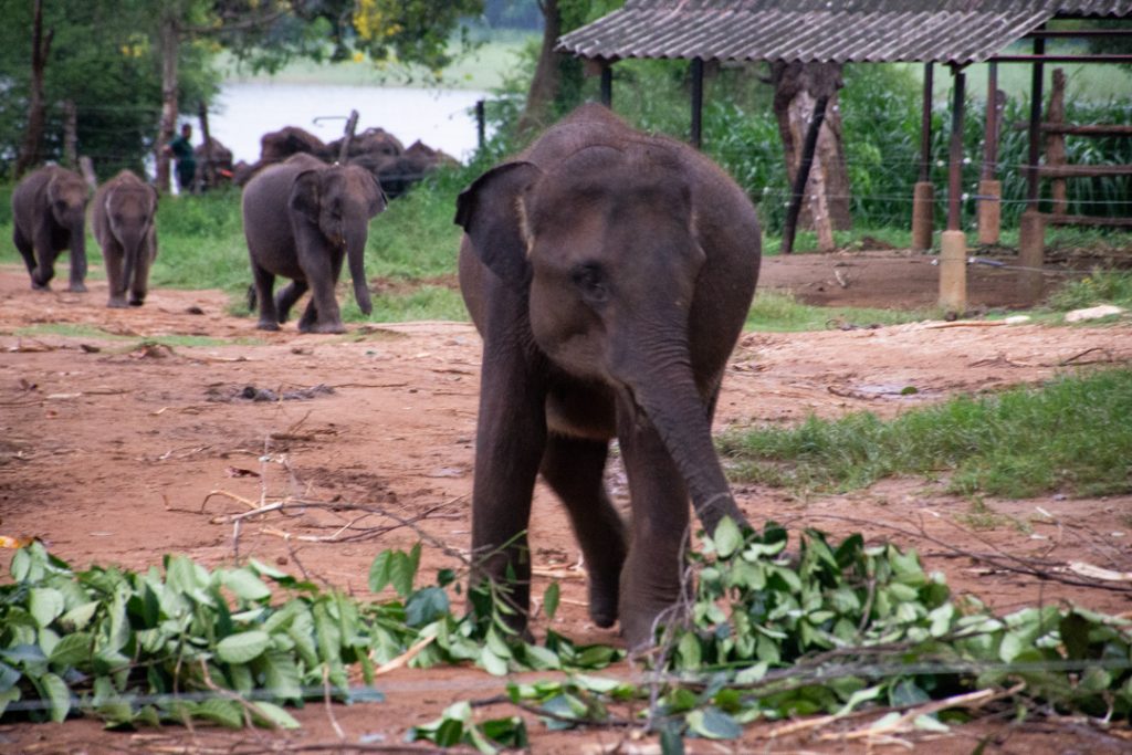 Udawalawe elephant orphanage 
