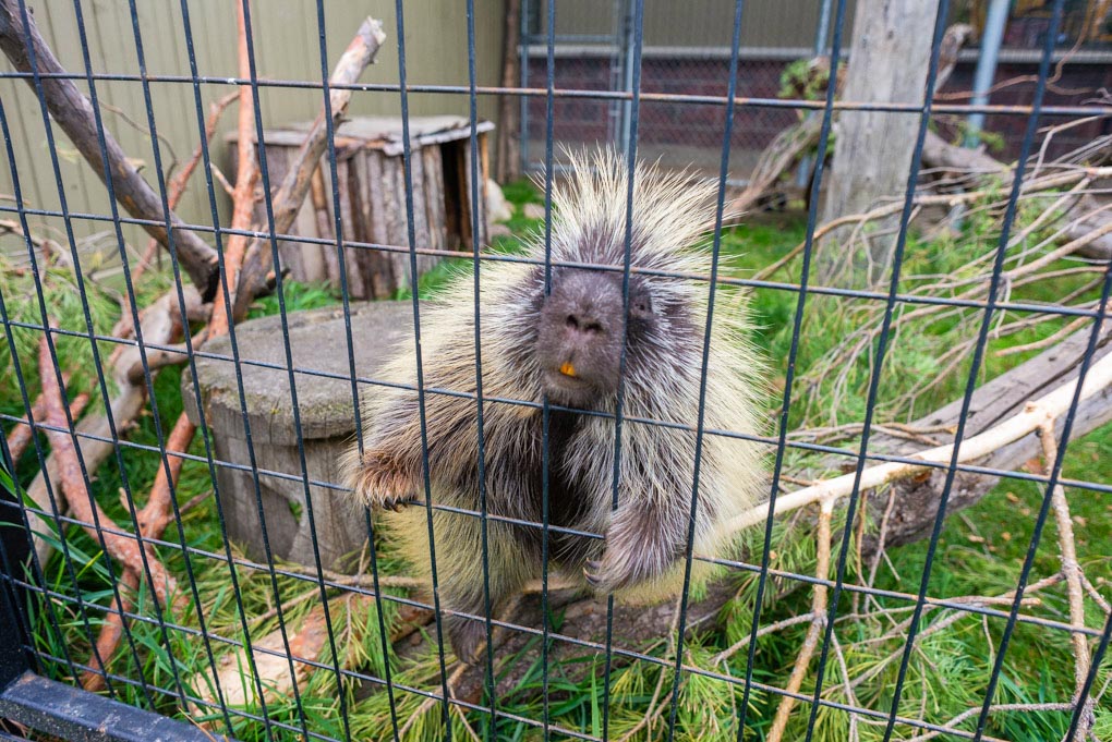 A porcupine at the Saskatoon Zoo