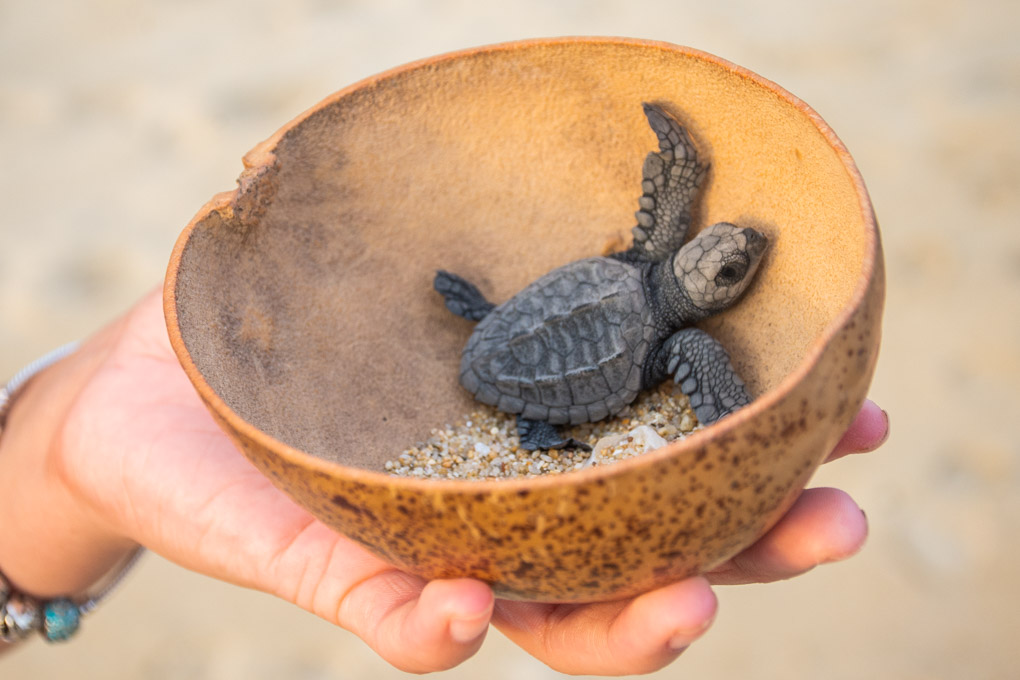 Releasing a baby turtle for turtle conservation in Puerto Escondido, Mexico