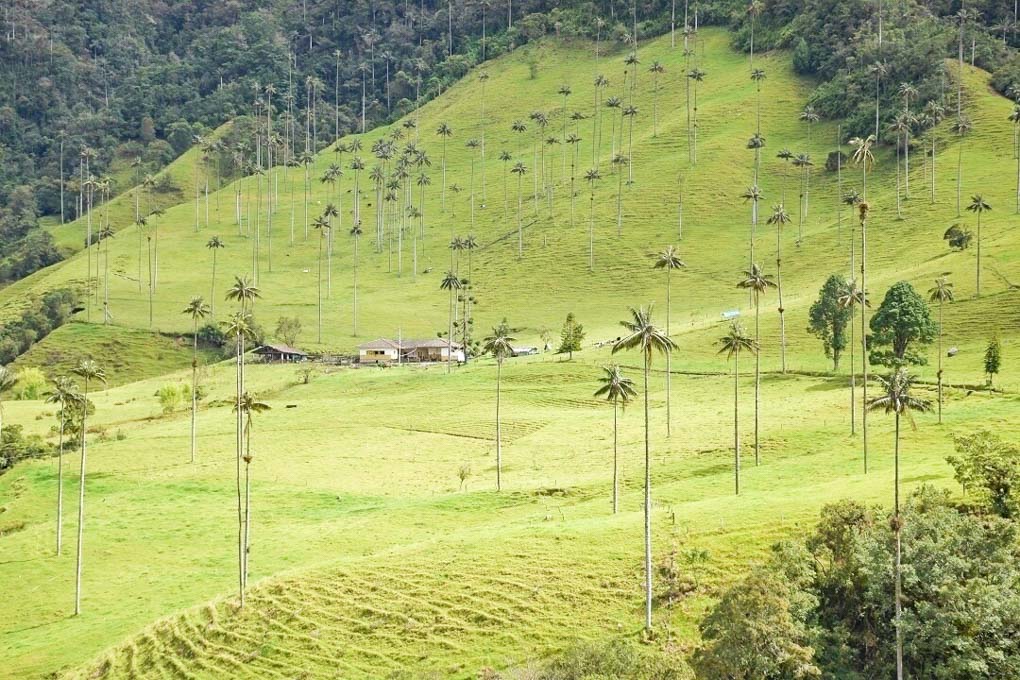A view of the valley near Salento on a horseback riding tour