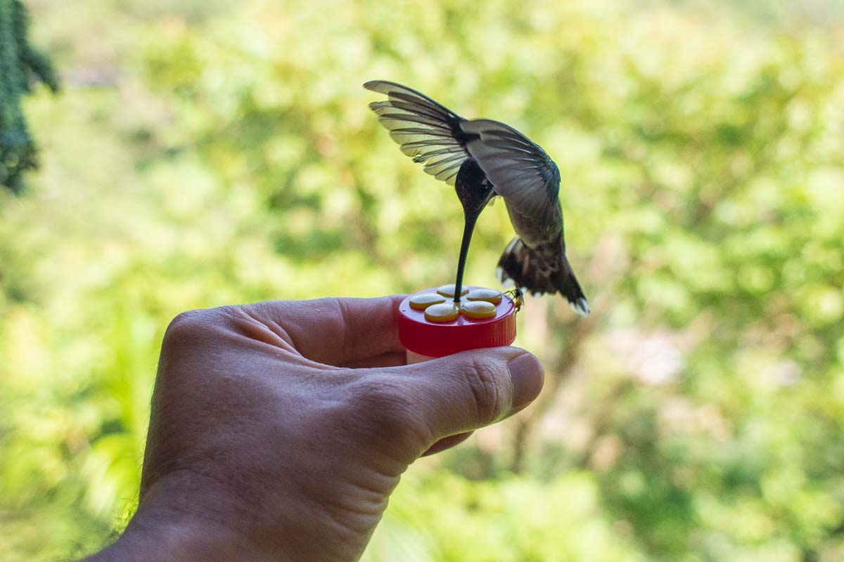Feeding a humming at the Vallarta Botanical Gardens