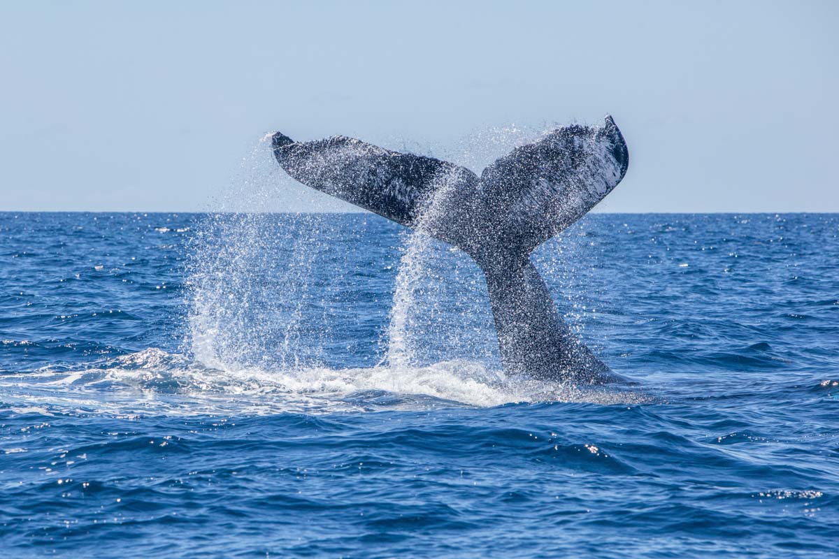 A humpback whale tale in Puerto Vallarta