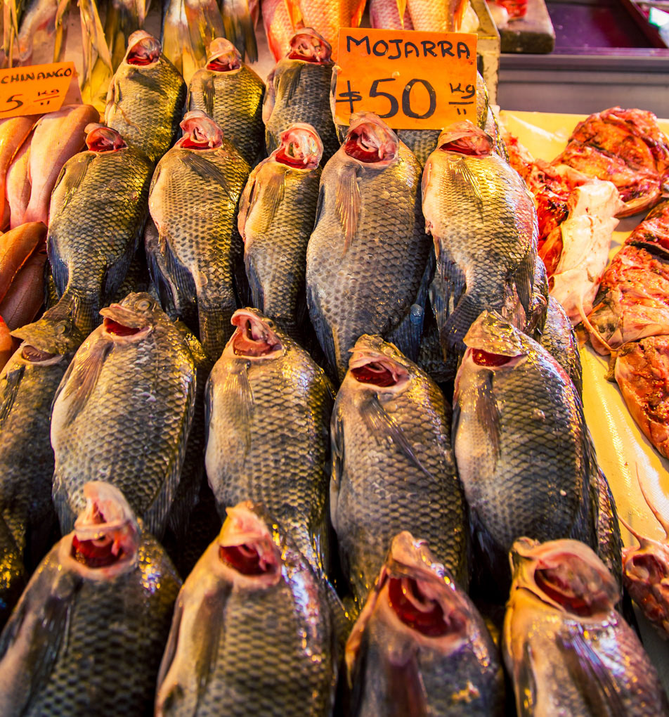 Fresh Fish At La Nueva Viga Market In Mexico City