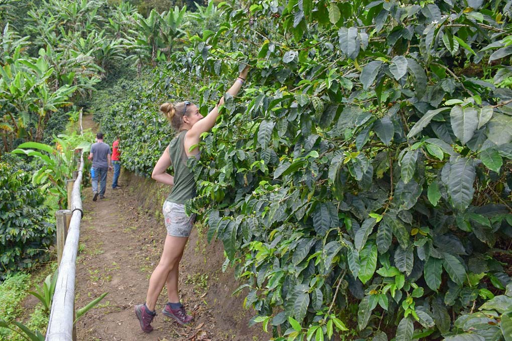 Picking coffee beans in Salento Colombia