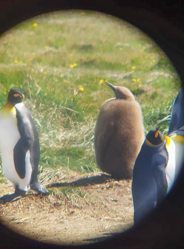 a fluffy brown baby king penguin chick
