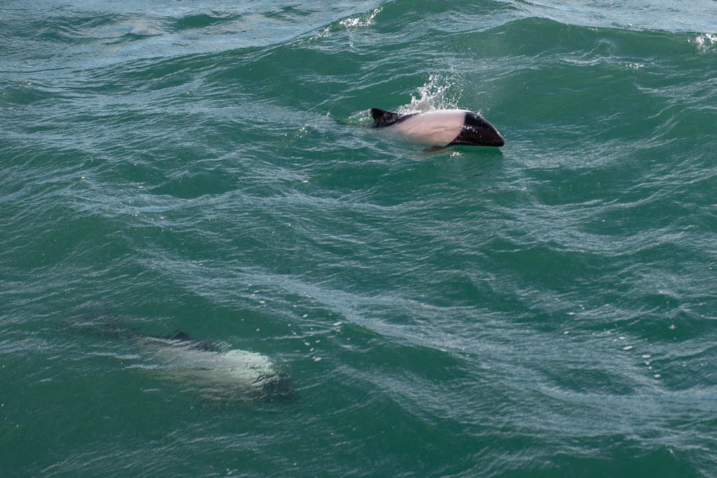 commerson's dolphin
