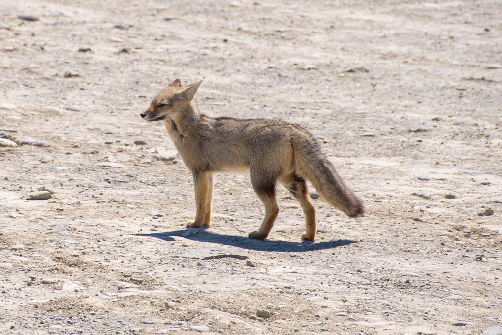 fox in patagonia