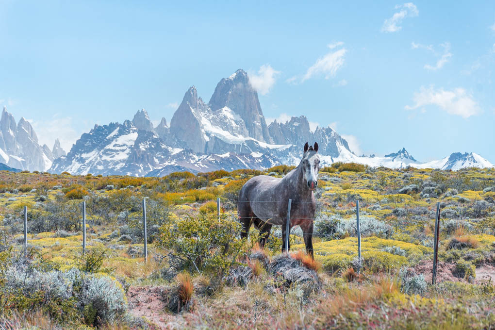 A horse at an estancia in Patagonia