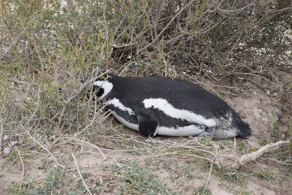 penguin in the sand peninsula valdes