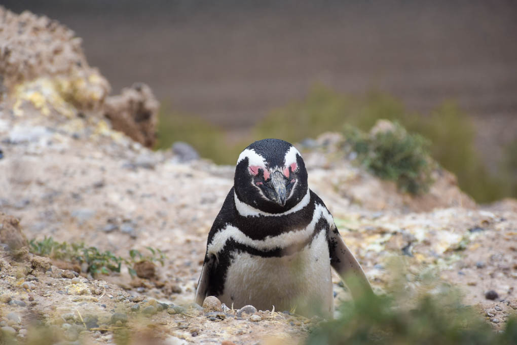 penguins on isla de magdalena
