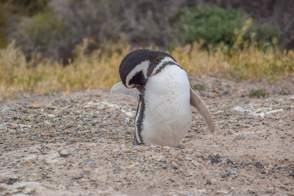 Penguins seen on a day trip from Valparaíso 