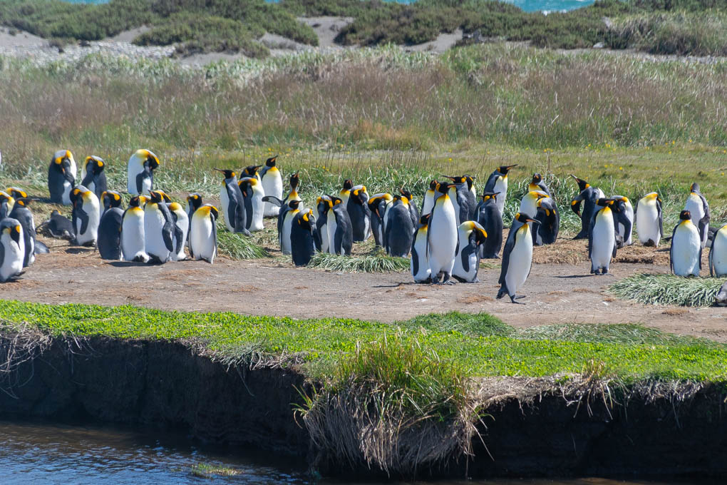 king penguins colony near punta arenas chile on Tierra del Fugo island
