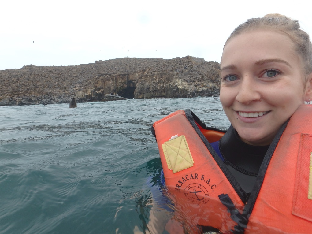 sea lion photo bomb in the ocean near lima