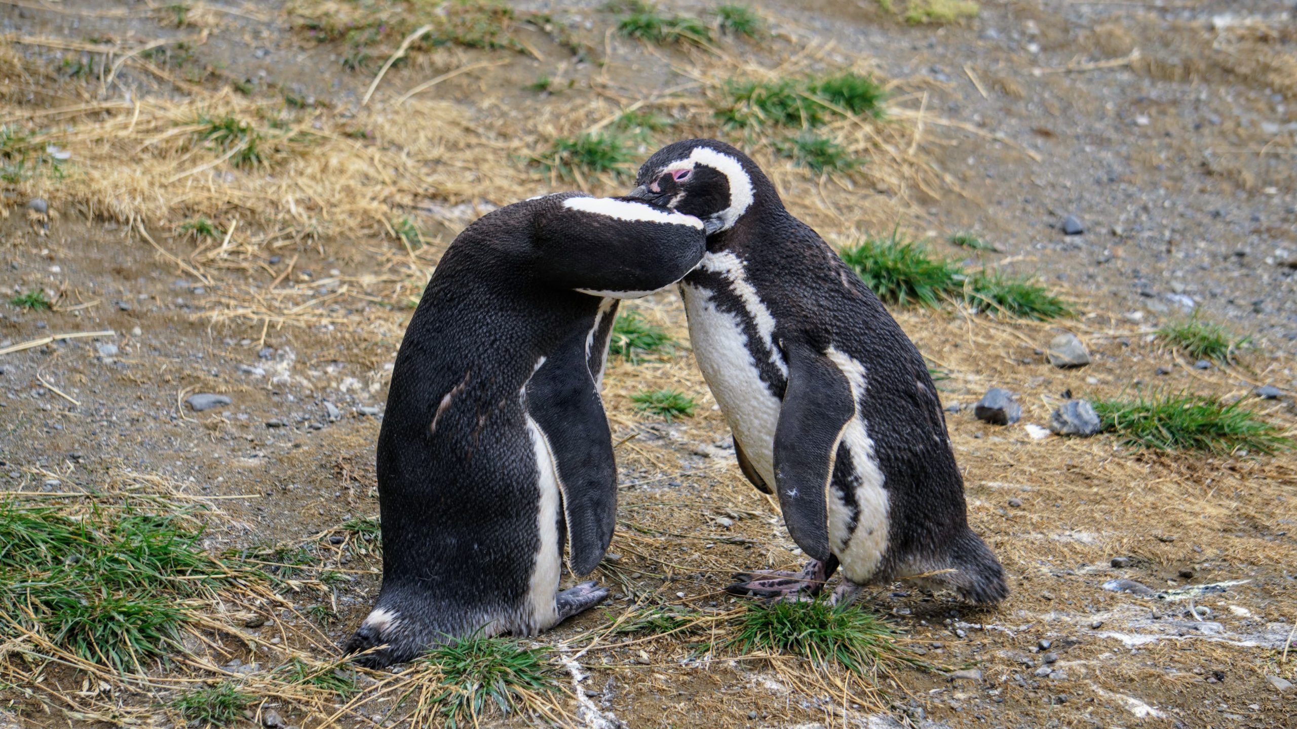 Isla Magdalena Penguins near Punta Arenas