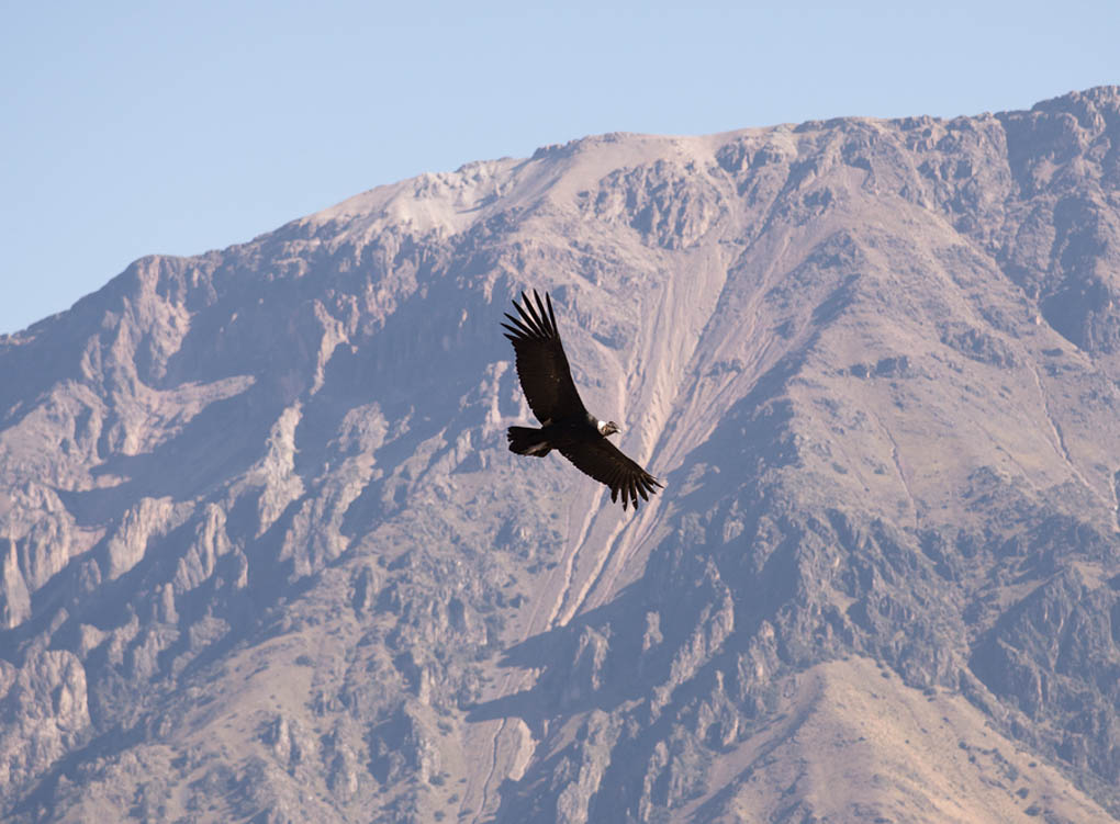 Condor in flight in El Chalten