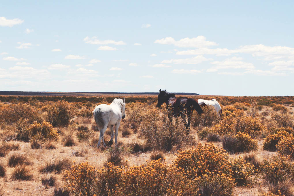 horses at an estancia in Patagonia