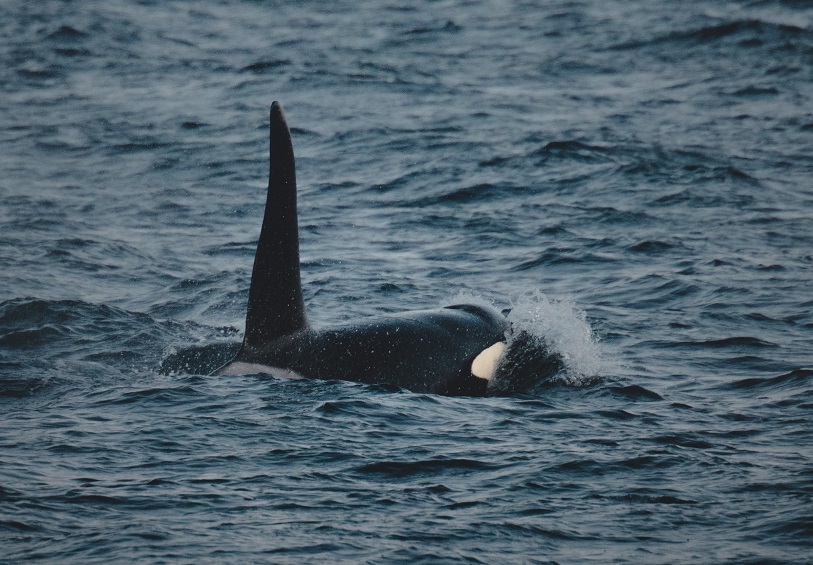 orca whale near puerto madryn