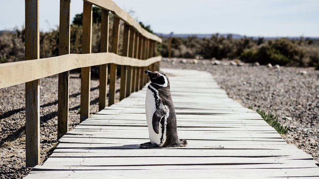 penguin on boardwalk in punta tombo